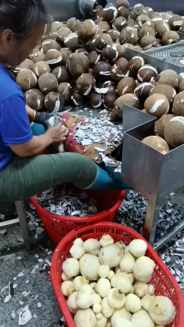 Coconut water collection before filtration and storage